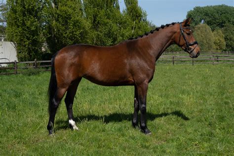 sportpaarden te koop